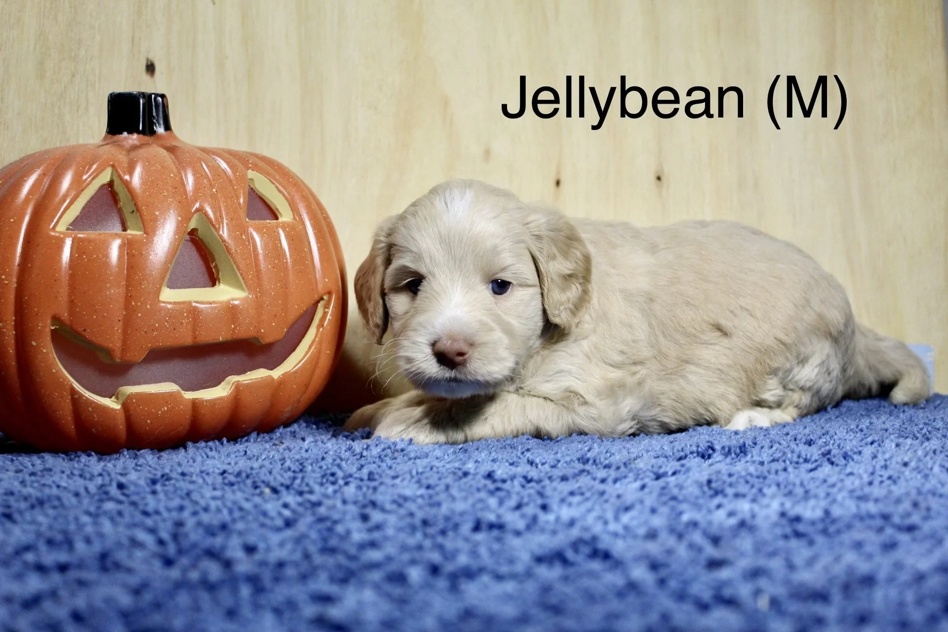 １日11時半迄 【リピート ぽぽっぽ】ドテラ My Cl 15ml CP What Does A Labradoodle Puppy Look Like?
